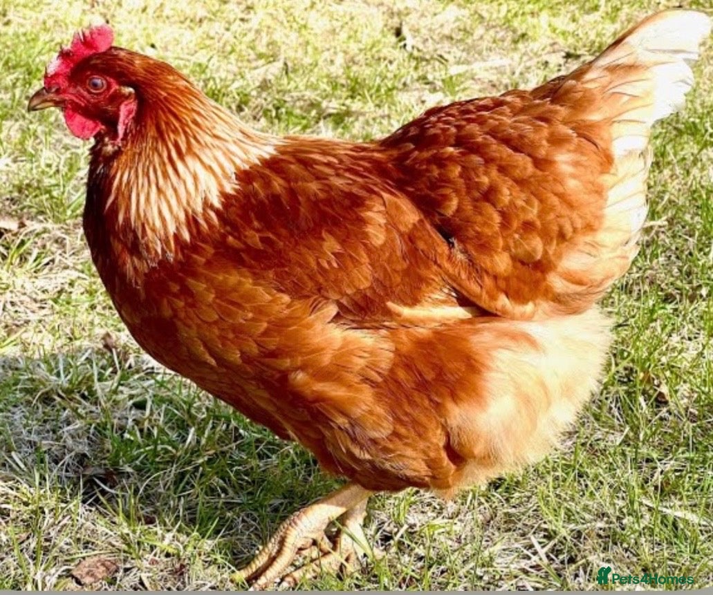 Chickens poultry Brown hens for sale - Advert 2