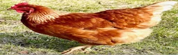 Chickens poultry for sale: Brown hens for sale - Advert 1