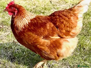 Chickens poultry Brown hens for sale - Advert 4
