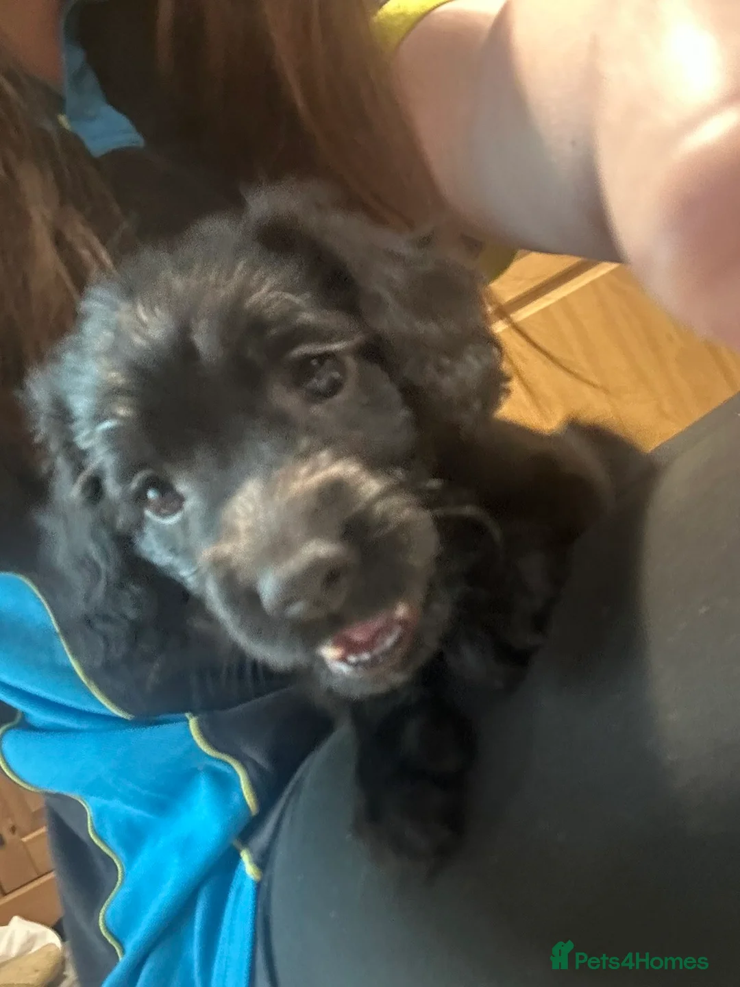 Sprocker dogs for sale: 2 sprocker spaniel boys 1 brown 1 black  in Hereford - Advert 1