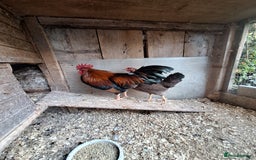 Chickens poultry for sale: Welsummer bantams for sale £40 for the pair  - Image 5