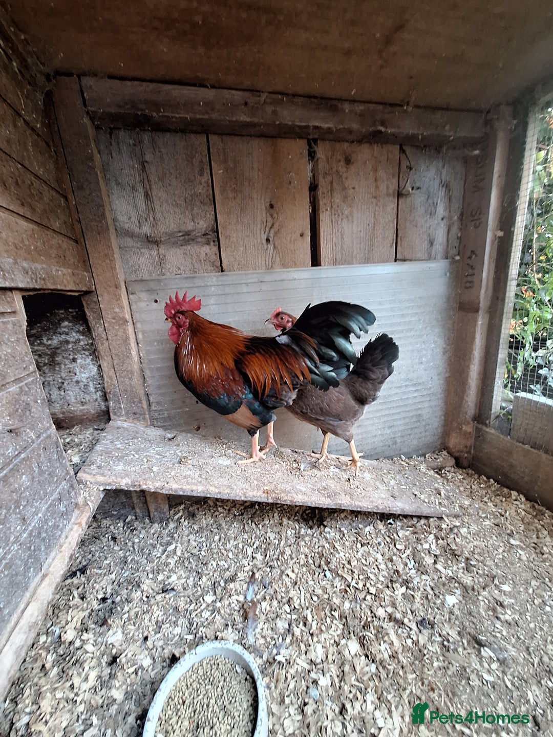 Chickens poultry for sale: Welsummer bantams for sale £40 for the pair  - Image 5