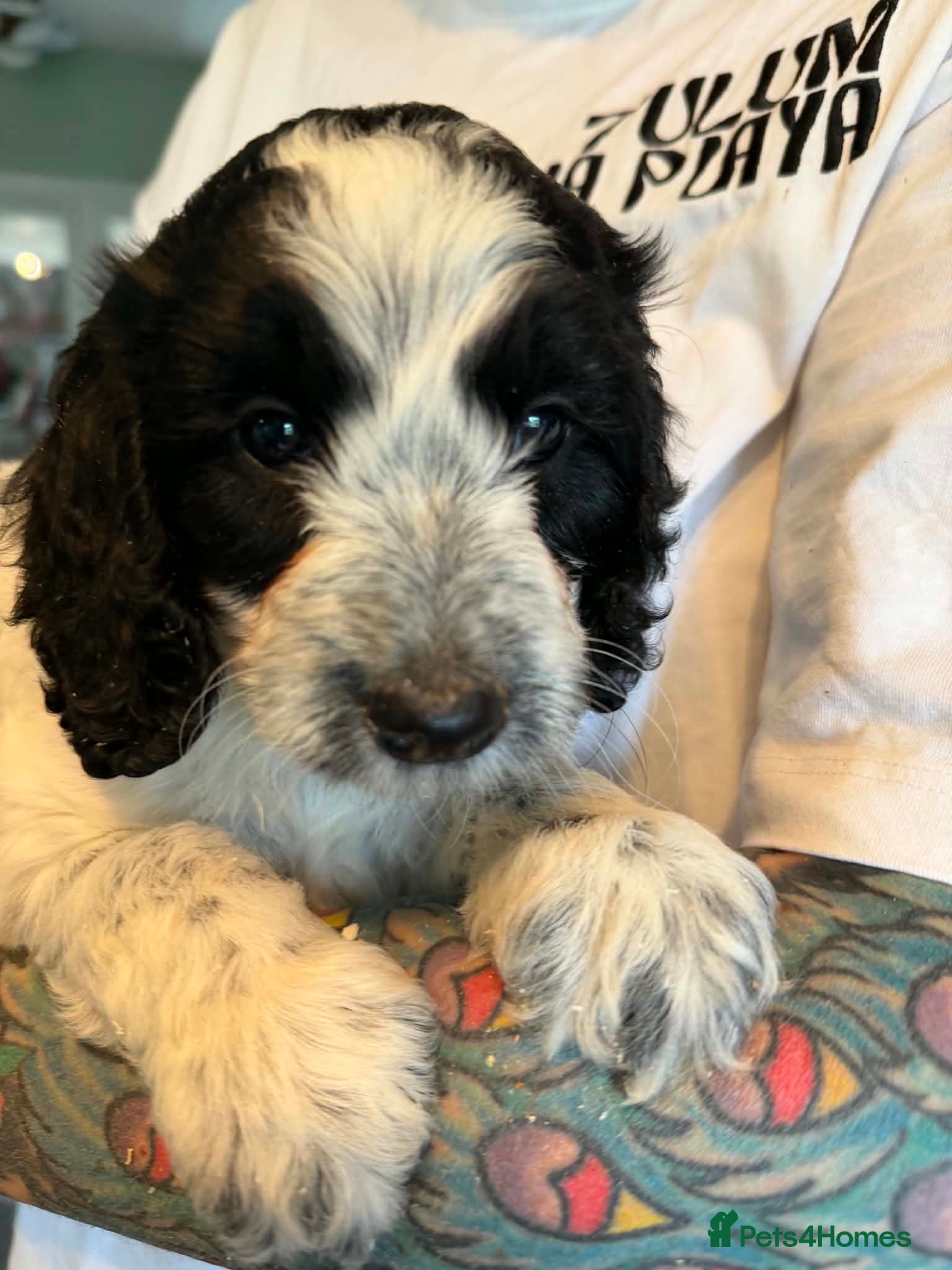 Cockapoo dogs 🏡Ready to leave cockerpoos 🐶🏡 - Advert 2