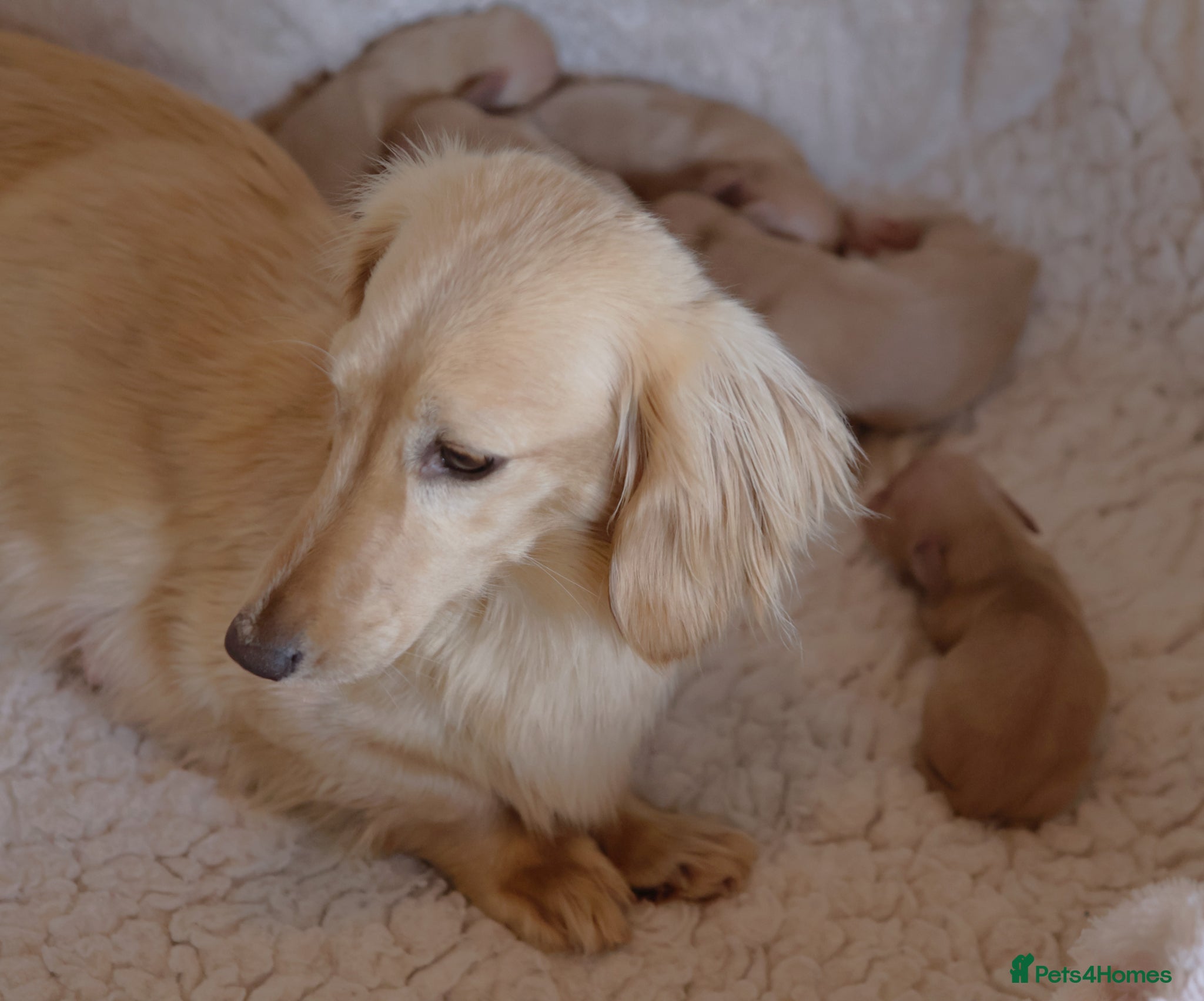 Miniature Dachshund dogs 5*Licensed+Cream+Long Hair+KC+VetChecked+PRAClear - Advert 1