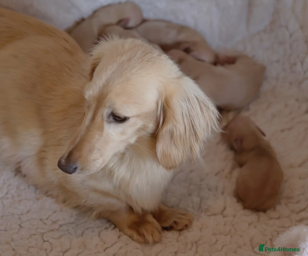 Miniature Dachshund dogs for sale: 5*Licensed+Cream+Long Hair+KC+VetChecked+PRAClear - Advert 1