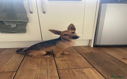Mixed Breed dogs for sale: Jagd terrier - Image 2