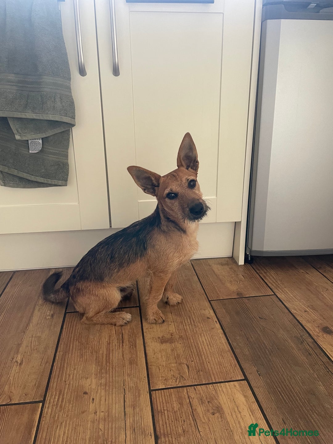 Mixed Breed dogs for sale: Jagd terrier - Image 2