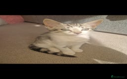 British Shorthair cats for sale: Kittens - Image 2