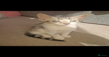 British Shorthair cats - Advert 6