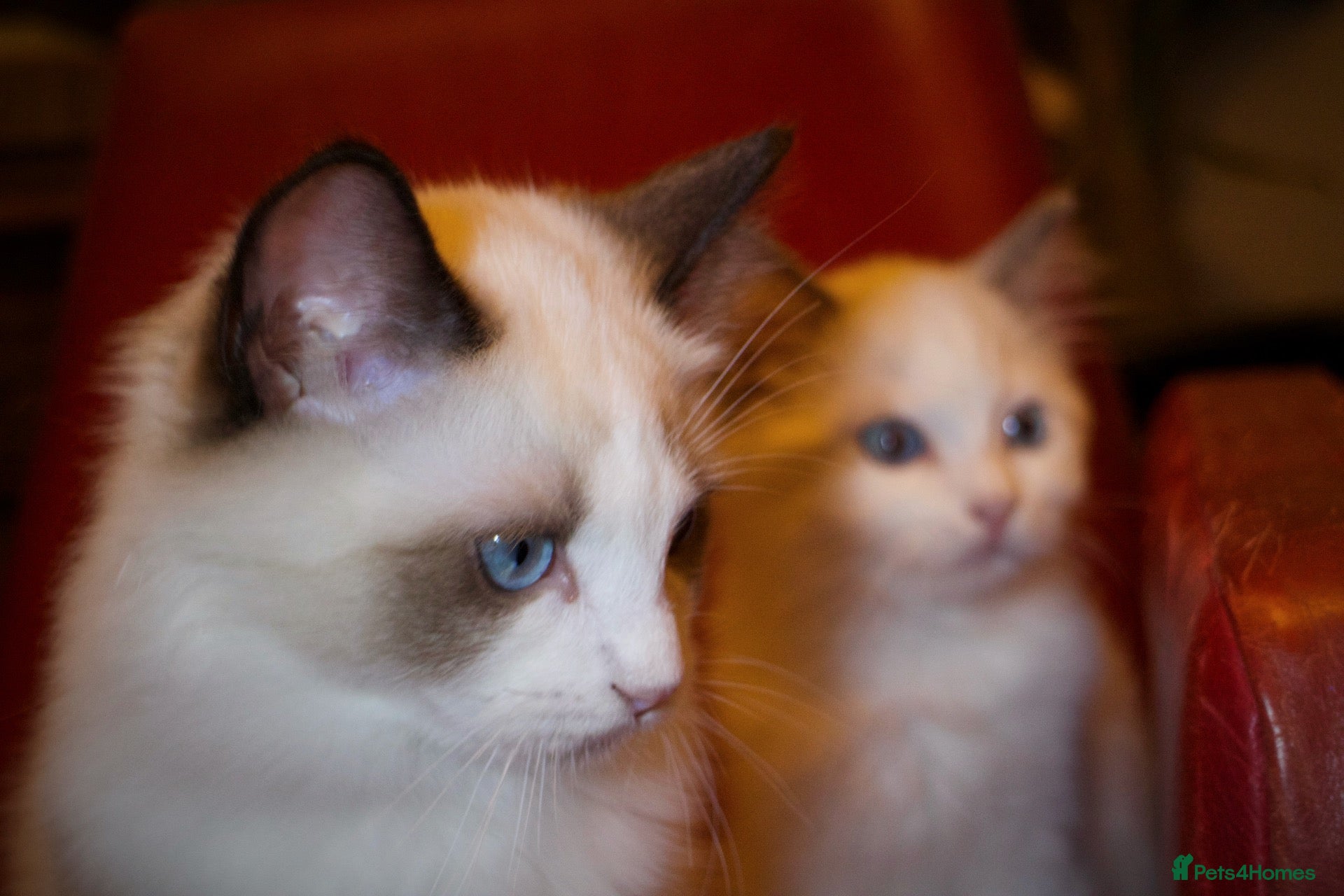 Ragdoll cats TICA championship Ragdoll Kittens  - Advert 2