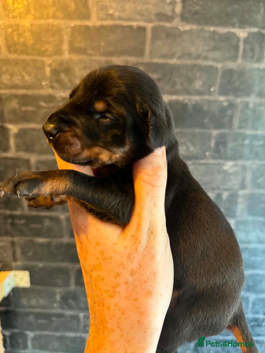 Dobermann dogs for sale: Kc reg health tested Doberman’s  - Advert 2