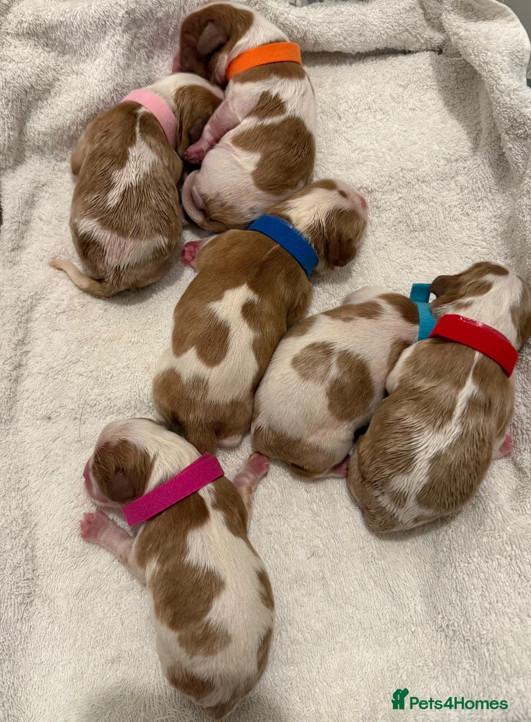 Cavalier King Charles Spaniel dogs for stud: KC Reg Cavalier King Charles Spaniel for Stud in Eastbourne - Advert 28