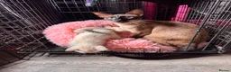 Oriental cats for sale: Only 2 remaining- snow orientals. 1 girl 1 boy - Advert 19