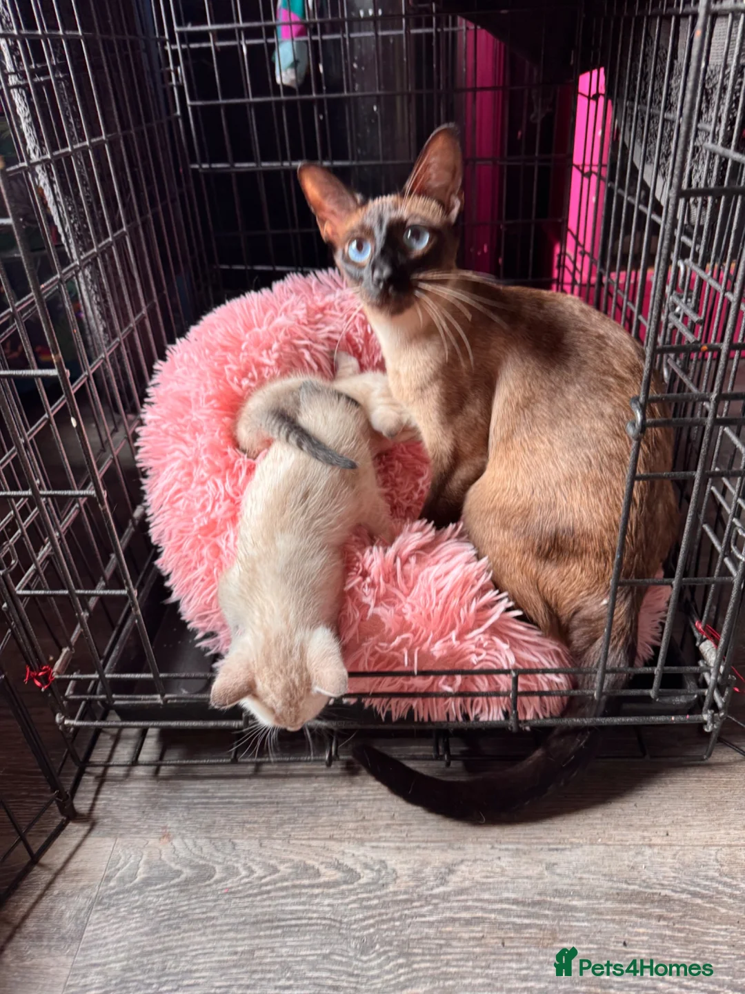 Oriental cats for sale: Only 2 remaining- snow orientals. 1 girl 1 boy - Advert 19