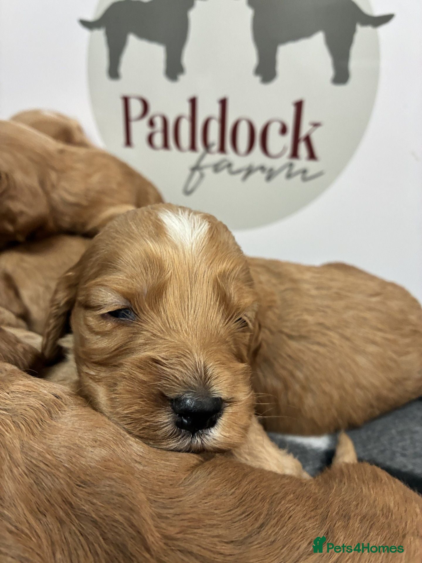 Cockapoo dogs 🌟 Gorgeous F1 Cockapoo puppies 🌟 - Advert 2