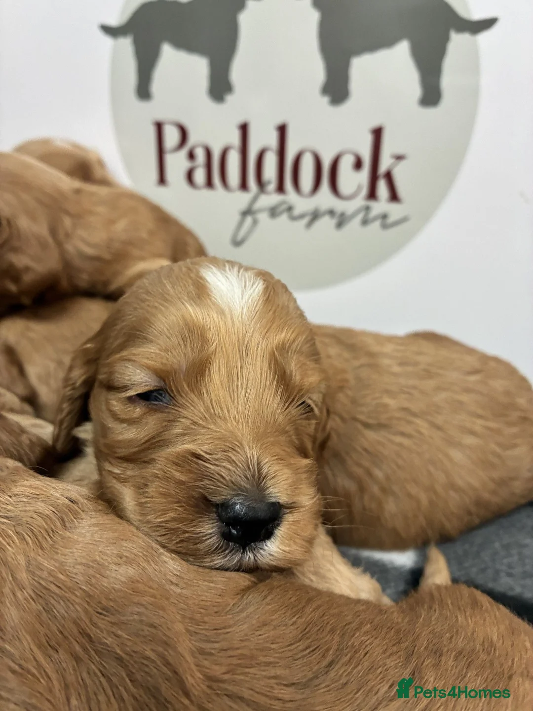 Cockapoo dogs for sale: 🌟 Gorgeous F1 Cockapoo puppies 🌟 - Advert 2
