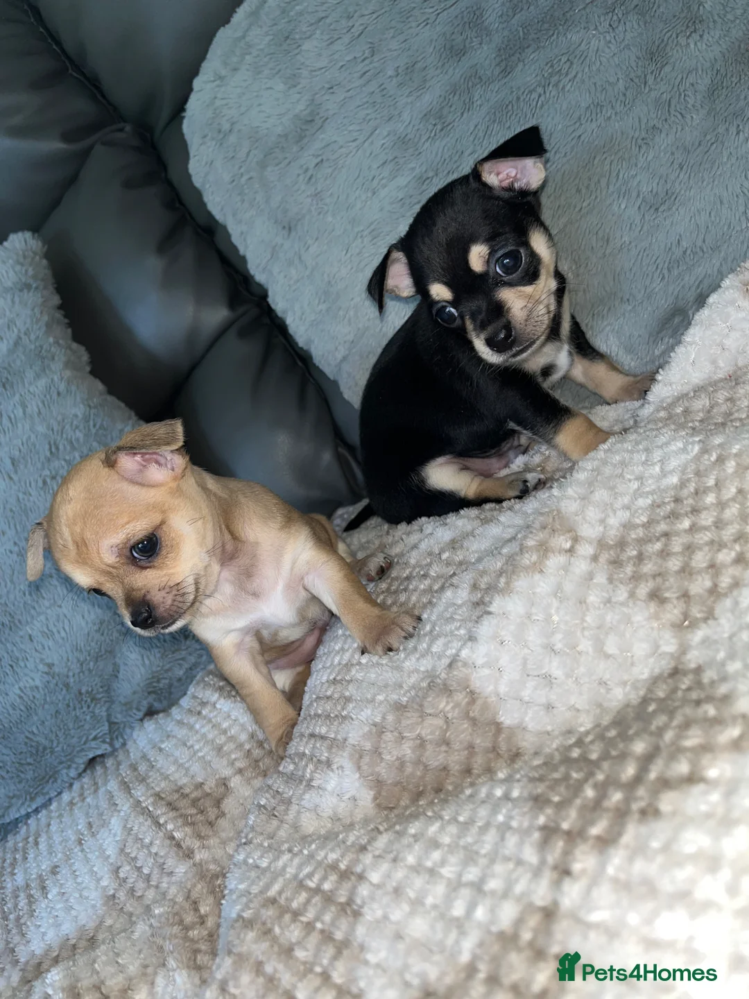 Chihuahua dogs for sale: Chihuahua puppies  - Advert 1