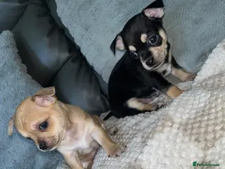 Chihuahua dogs Chihuahua puppies - Advert 3