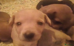 Mixed Breed dogs for sale: Beautiful jackchi puppies  - Image 15
