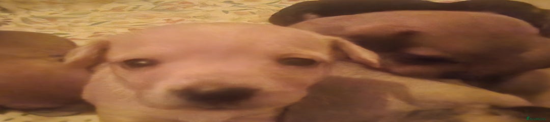 Jackchi, cream