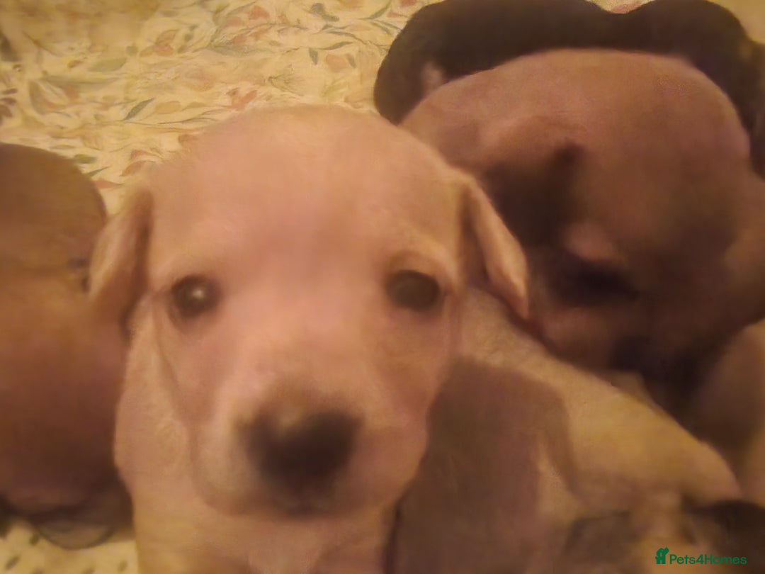 Mixed Breed dogs for sale: Beautiful jackchi puppies  - Image 15