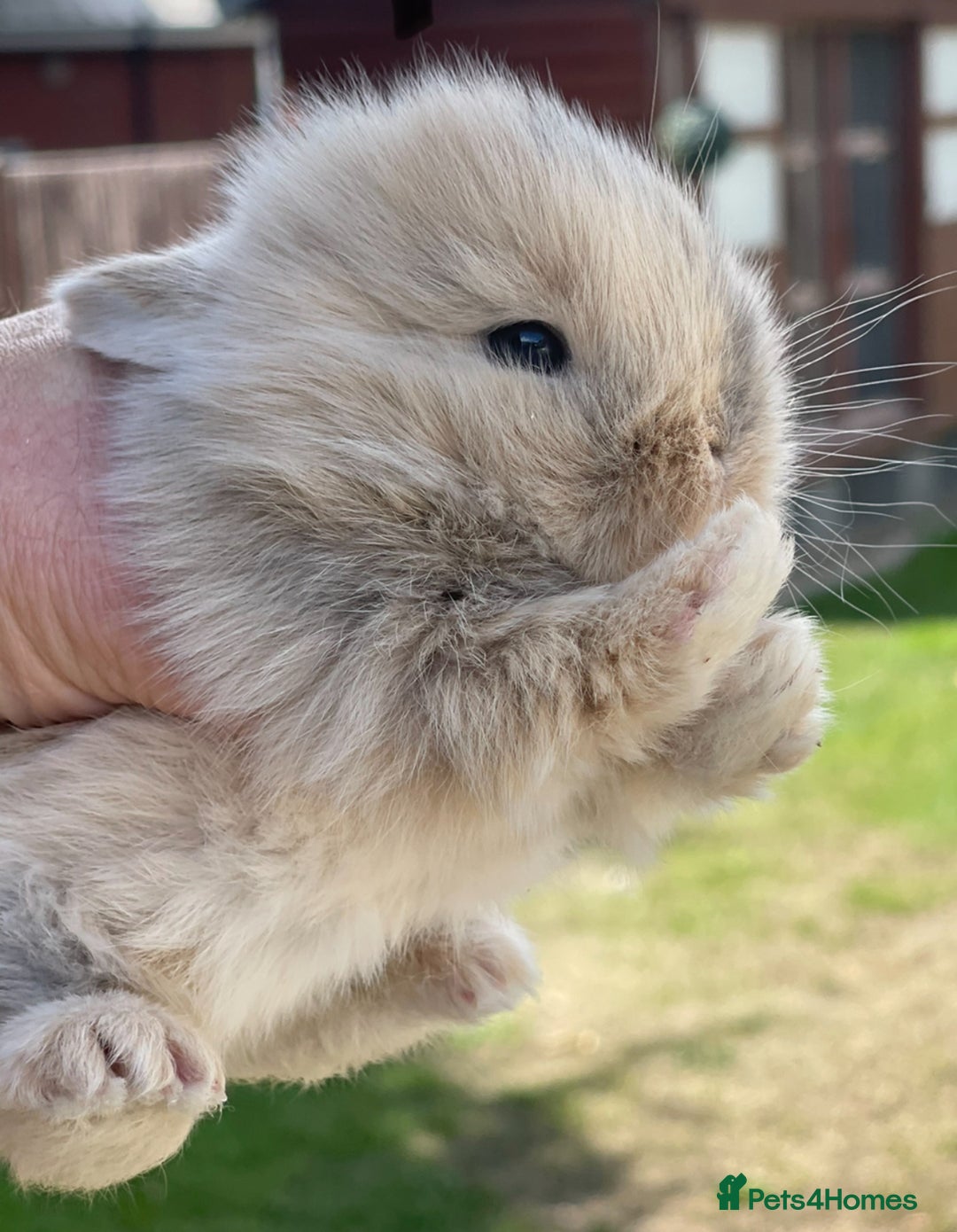 Lionhead rabbits for sale: Baby Lionhead bunnies ! Ready to be reserved ! - Image 5