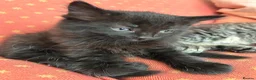 Mixed Breed cats for sale: 3male kittens - Advert 7