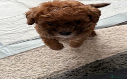 Maltipoo dogs for sale: Outstanding Malshipoo puppies - Image 6