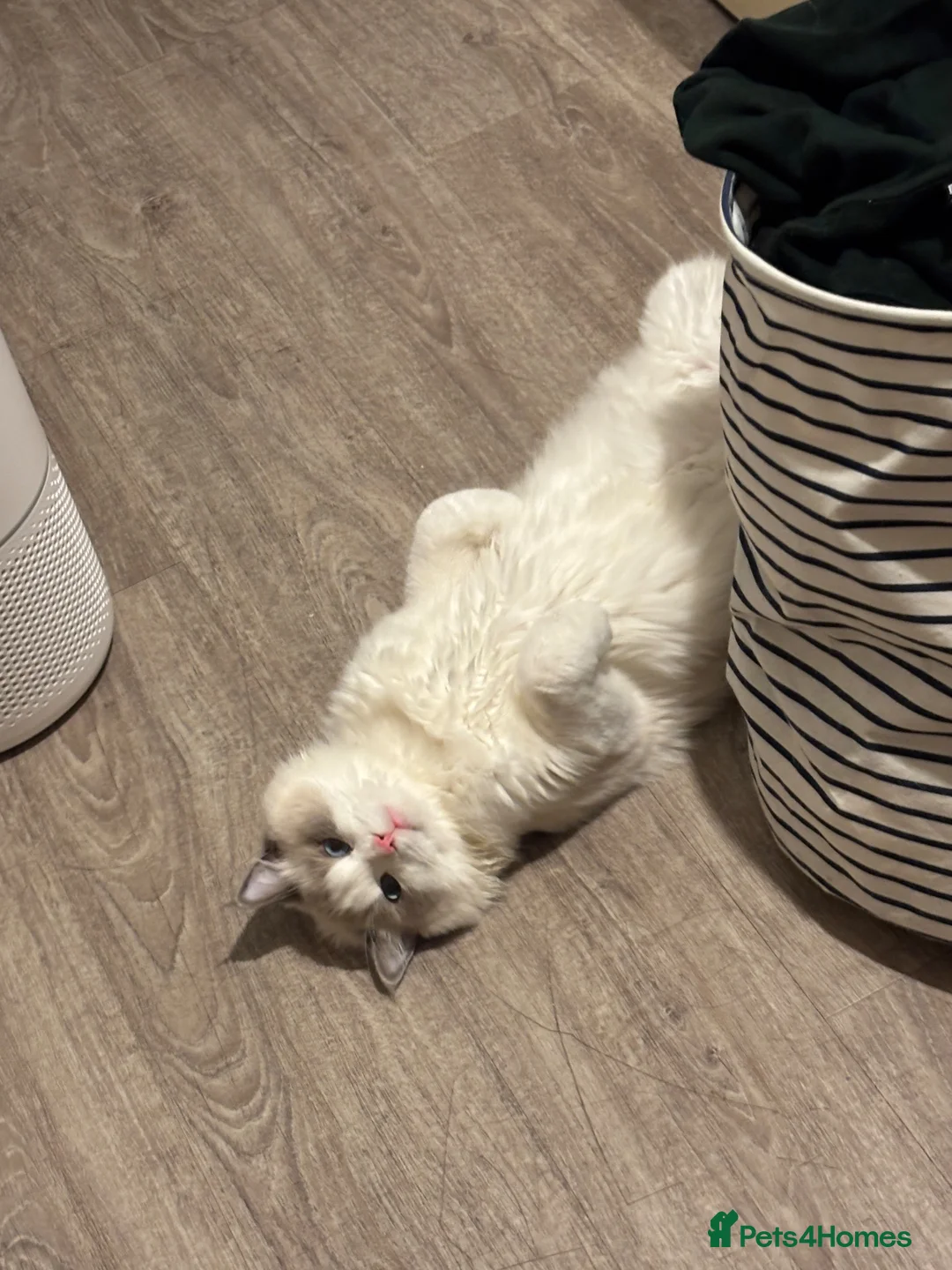 Ragdoll cats for sale: Male Ragdoll (10 months) - Advert 4
