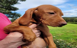 Hungarian Vizsla dogs for sale: Exceptional Vizsla Puppies - 5* Licenced Breeder  - Image 29