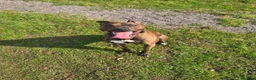 Mixed Breed dogs for sale: Rehoming my beautiful lennie - Advert 2
