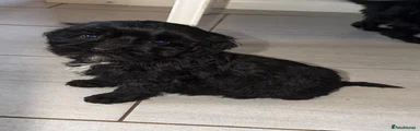 Cockapoo Puppy 2