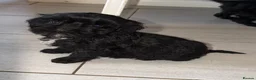 Cockapoo dogs for sale: Beautiful cockapoo puppies - Advert 13