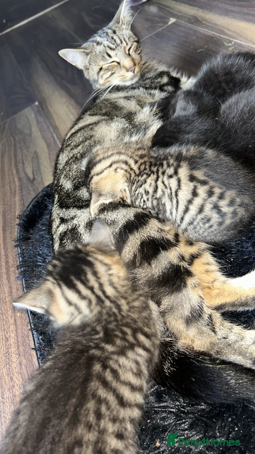 Mixed Breed cats Mix breed tabby’s - Advert 1