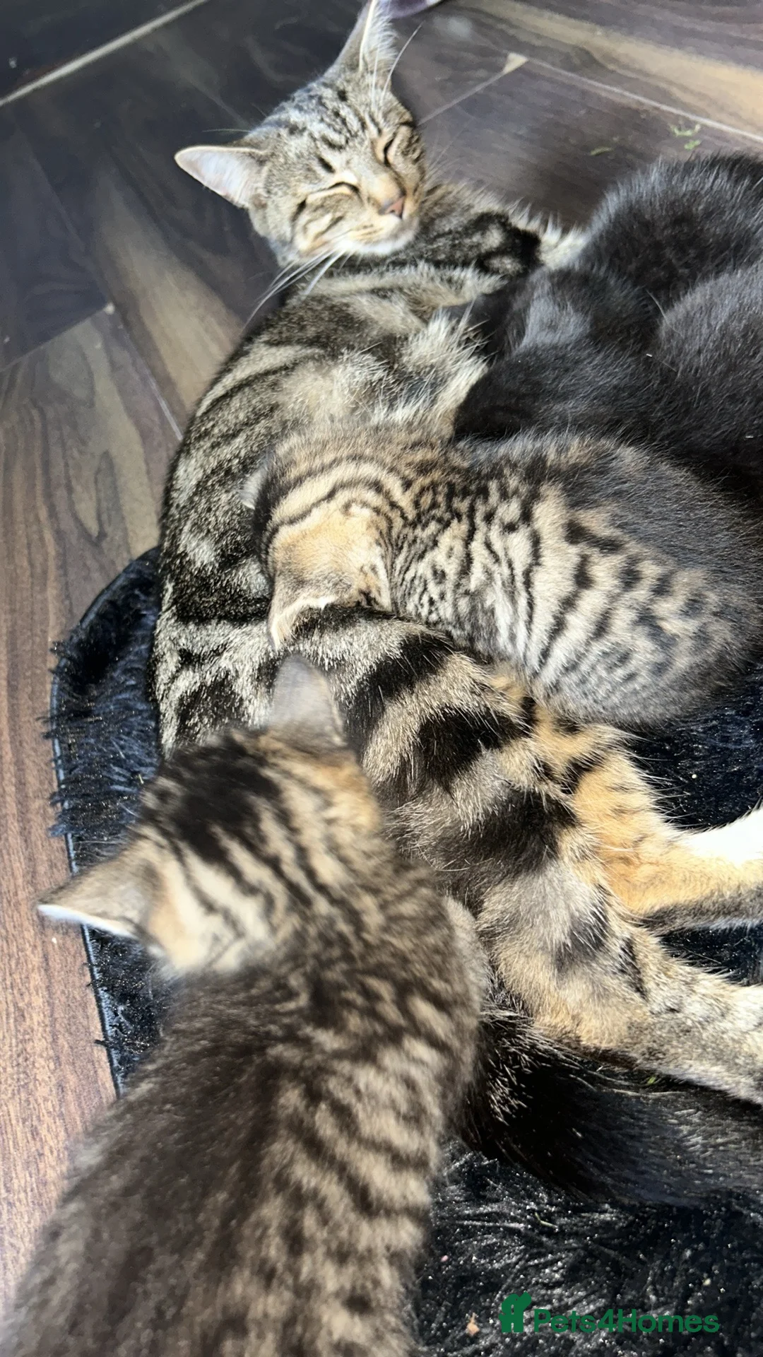 Mixed Breed cats for sale: Mix breed tabby’s in Swansea - Advert 1