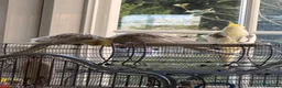 Cockatiels birds for sale: Trio of Bonded Cockatiels + Full Setup - Advert 3