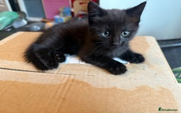 Mixed Breed cats for sale: tuxedo ghost tabby kittens - Image 10