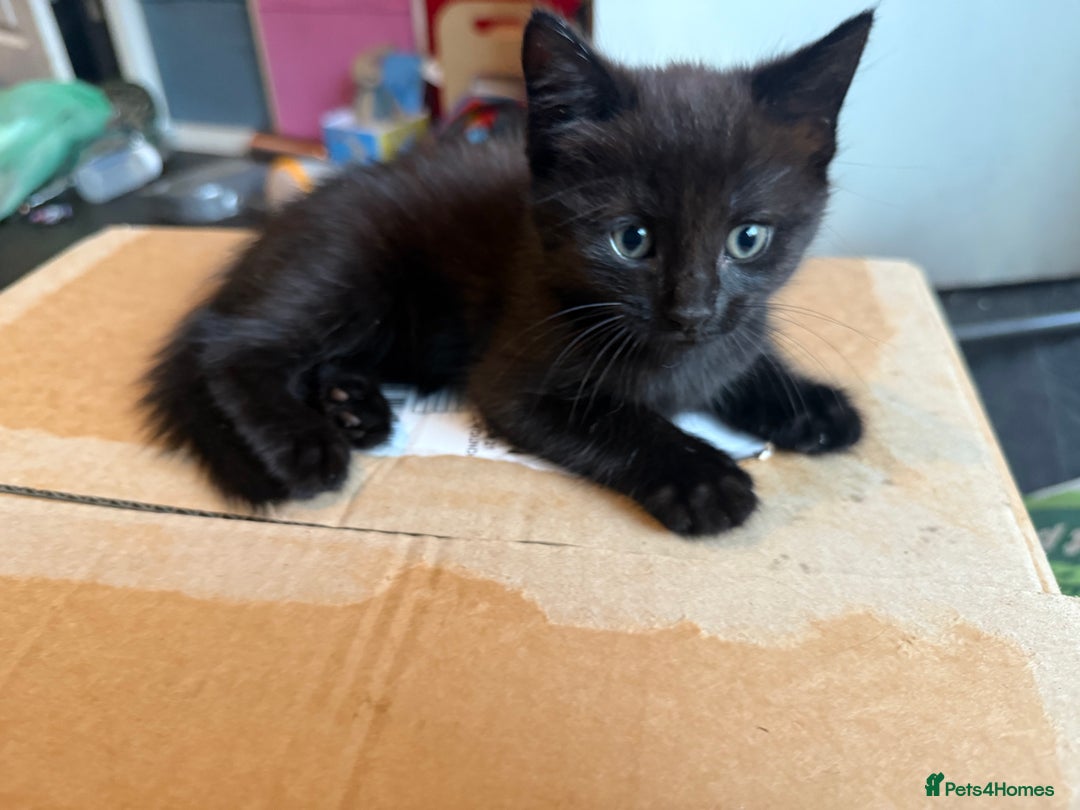 Mixed Breed cats for sale: tuxedo ghost tabby kittens - Image 10