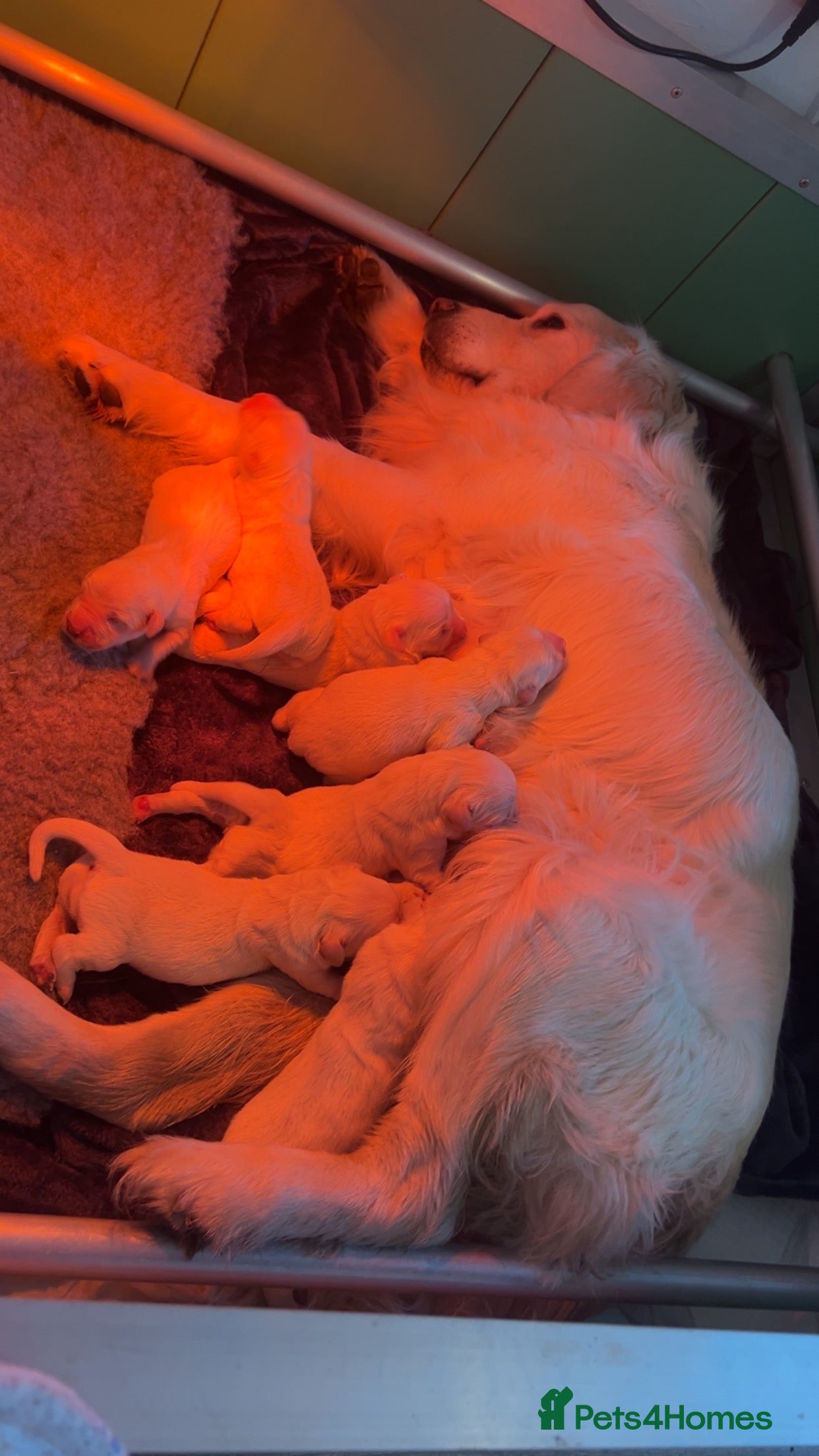 Golden Retriever dogs English cream golden retrievers - Advert 2