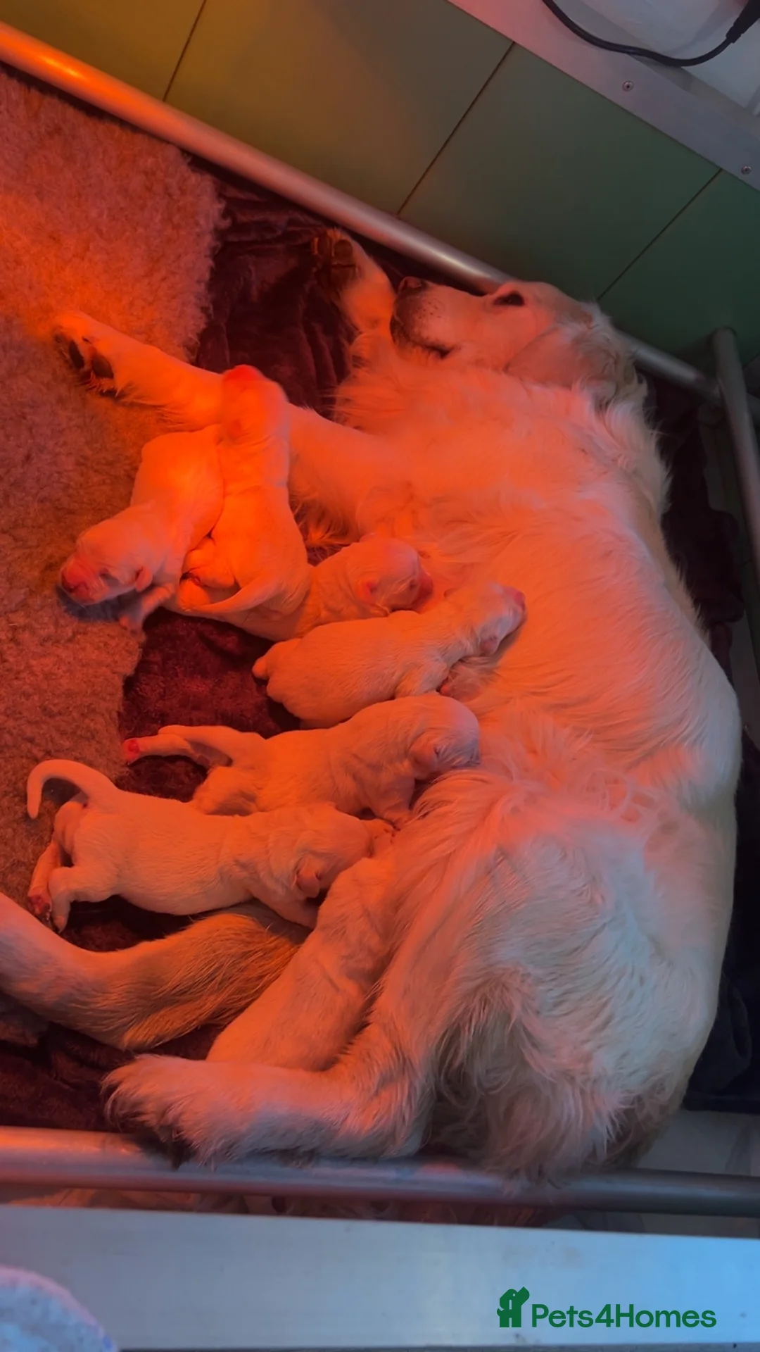 Golden Retriever dogs for sale: English cream golden retrievers - Advert 1