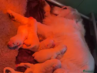 Golden Retriever dogs English cream golden retrievers - Advert 2