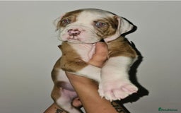 Alapaha Blue Blood Bulldog dogs for sale: IABBR. Health tested. Top lines.  - Advert 36