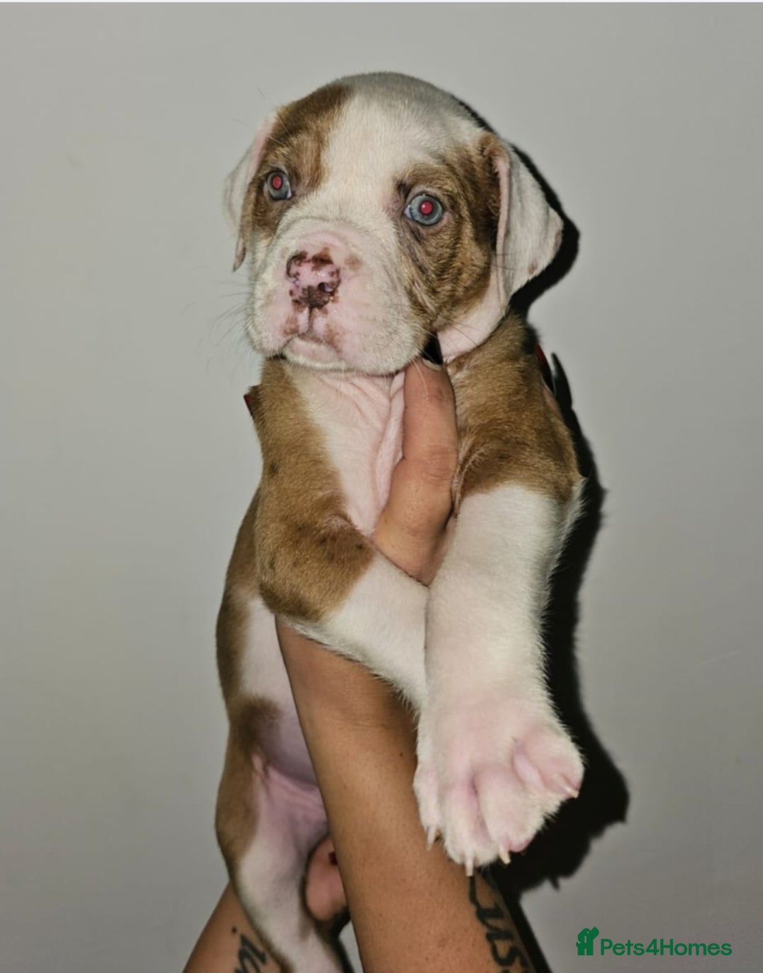 Alapaha Blue Blood Bulldog dogs for sale: IABBR. Health tested. Top lines.  - Advert 36
