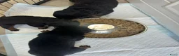 Rottweiler dogs for sale: OUTSTANDING QUALITY GERMAN ROTTWEILER PUPPIES  in Canvey Island - Advert 15