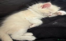 Ragdoll cats for sale: Adorable Ragdolls Flame point, Sepia, Torbie  - Image 12
