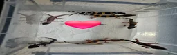 Leopard Gecko reptiles for sale: Leopard Geckos  - Advert 3