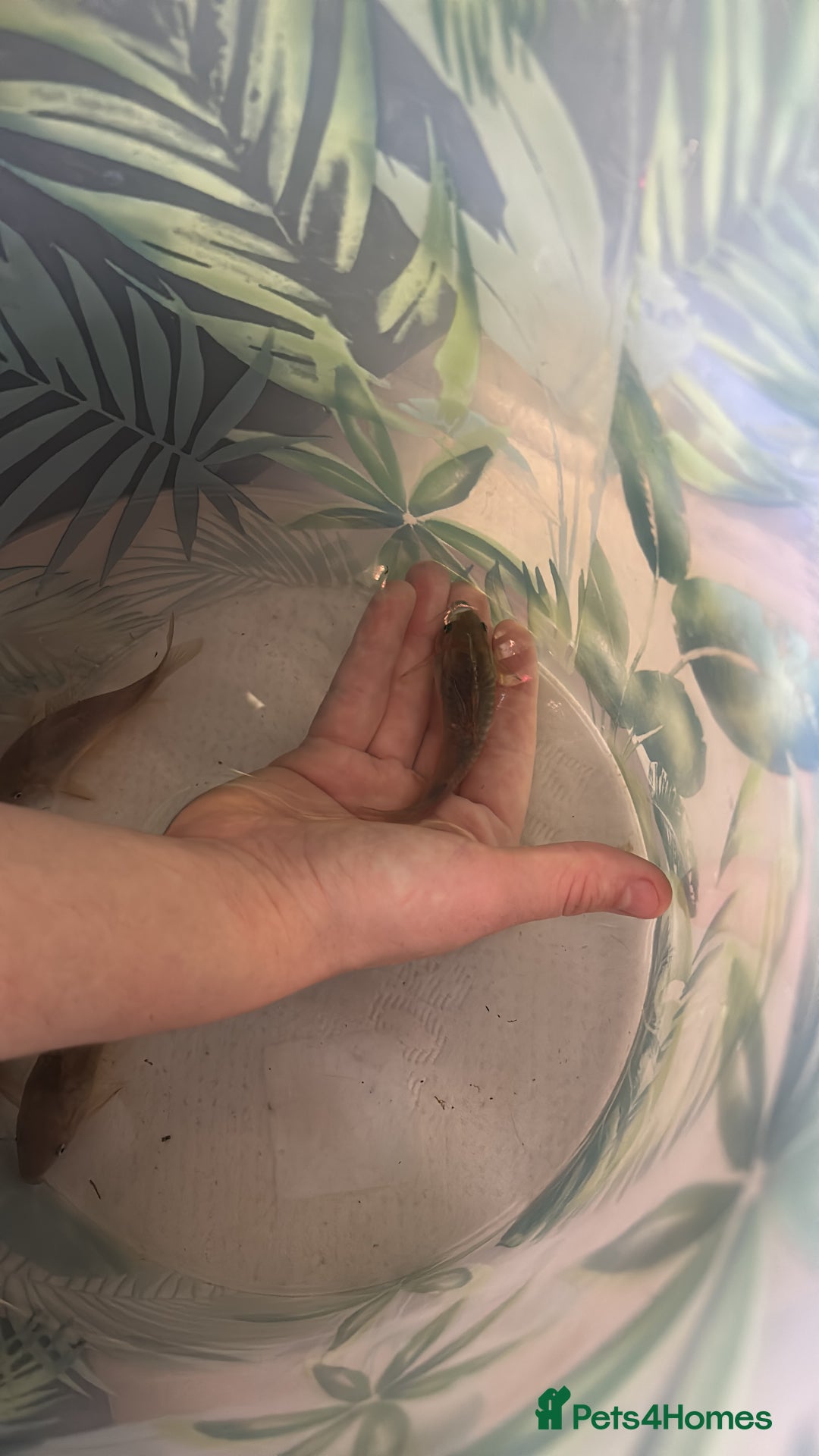 Corys fish for sale: albino x bronze cory dora babys - Image 5