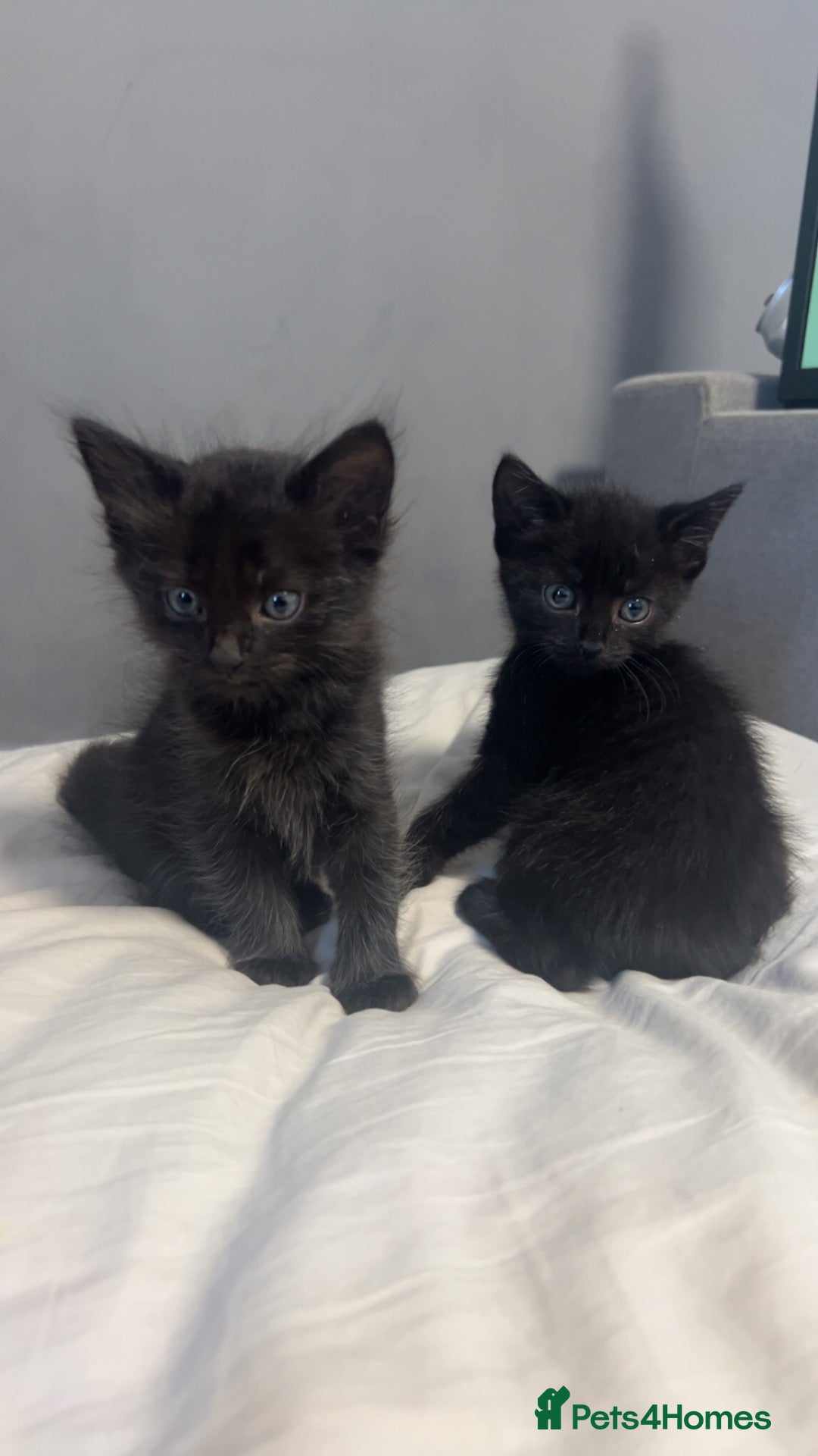 Mixed Breed cats Kittens  - Advert 1