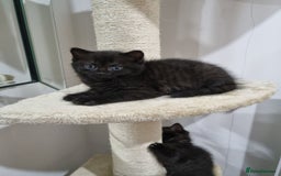 British Shorthair cats for sale: British short hair kitten  - Image 5