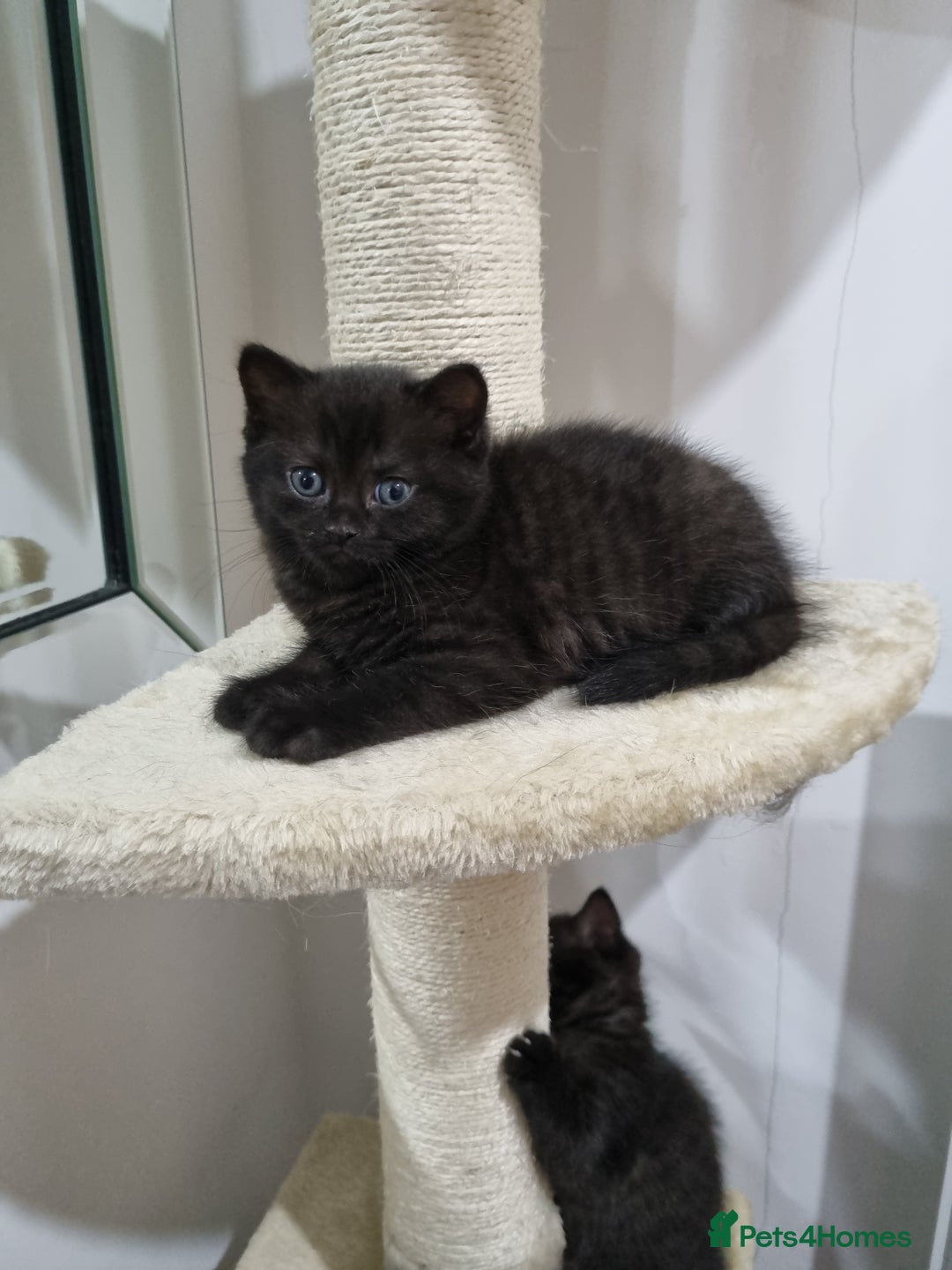 British Shorthair cats for sale: British short hair kitten  - Image 5